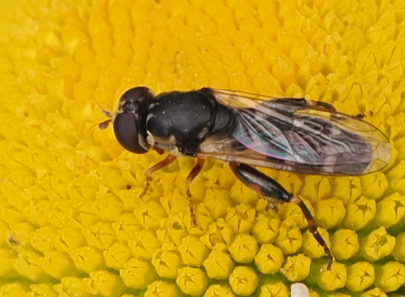Syritta-pipiens